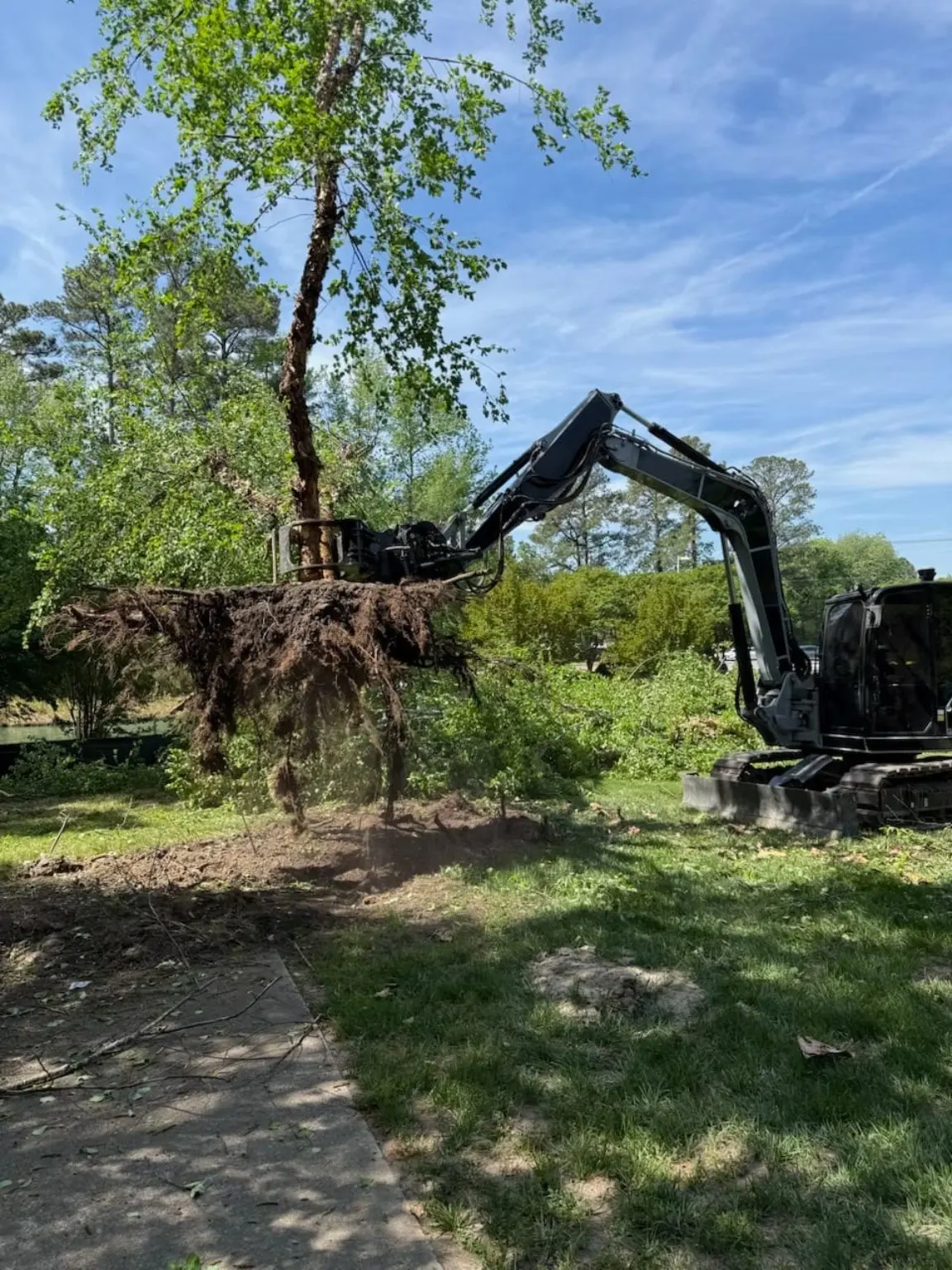 An excavator handles an uprooted tree in a clearing area.